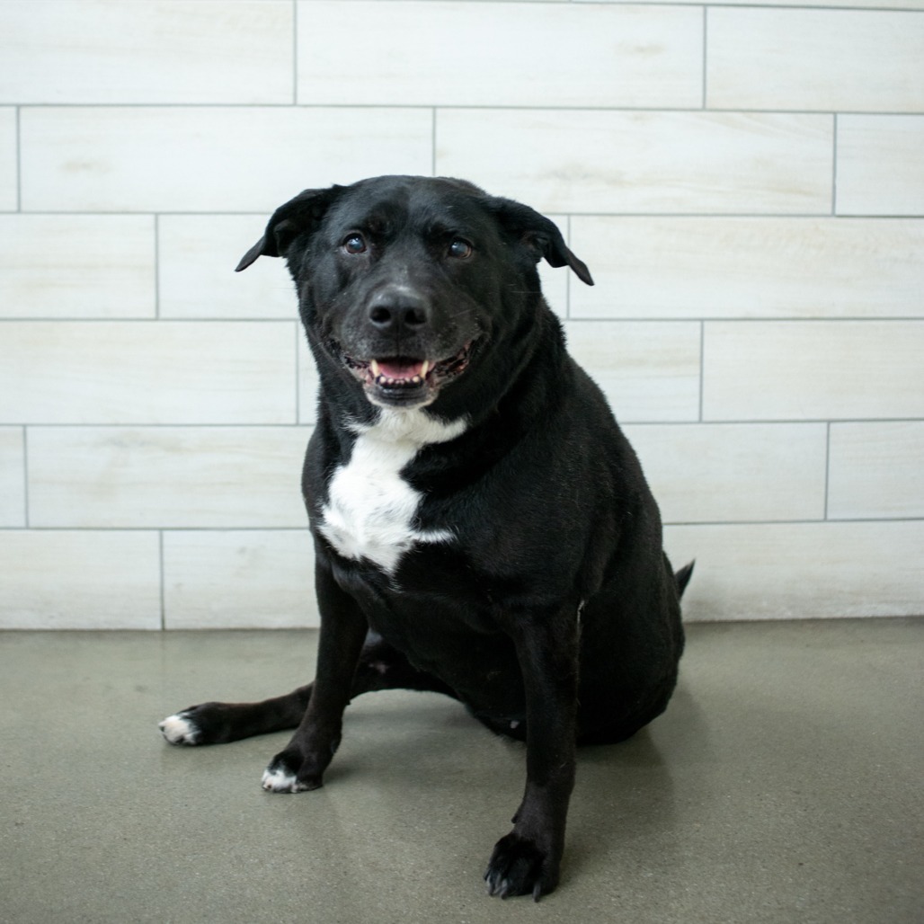 Indy, an adoptable Pit Bull Terrier, Black Labrador Retriever in West Jordan, UT, 84084 | Photo Image 1