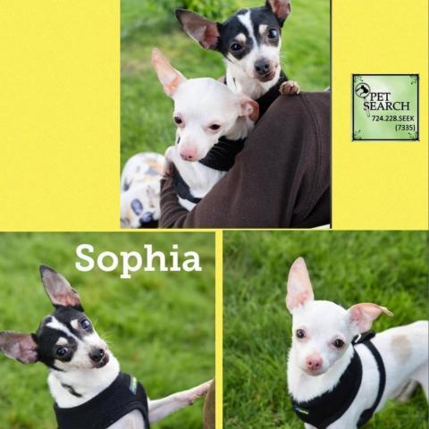 Sophia and Neiko, an adoptable Chihuahua, Mixed Breed in Washington, PA, 15301 | Photo Image 1