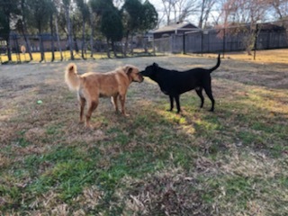 Dog For Adoption Captain Rex And Colonel Renny A Boxer Golden Retriever Mix In Colorado Springs Co Petfinder