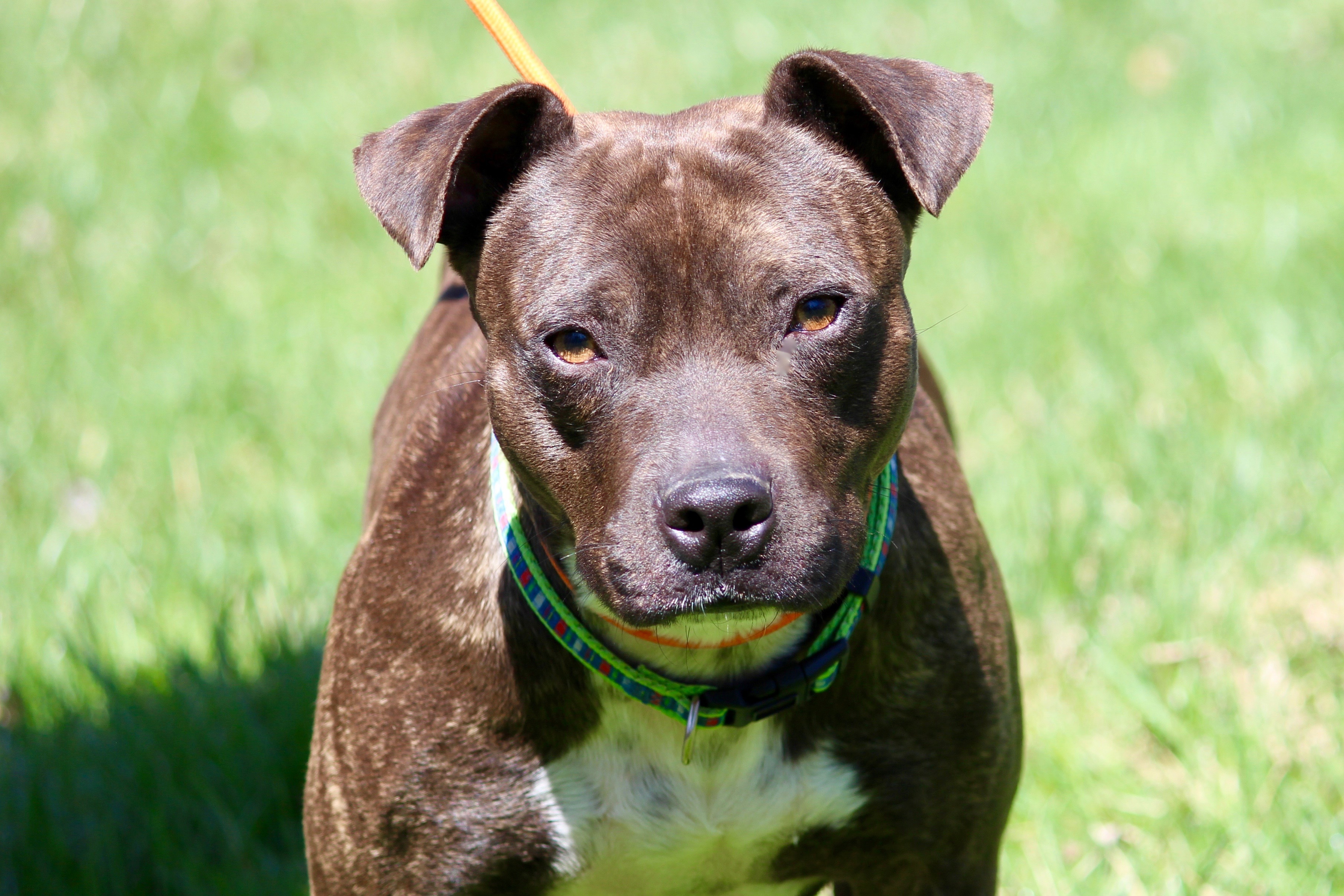 MEATLOAF, an adoptable Mixed Breed in Brazil, IN, 47834 | Photo Image 6