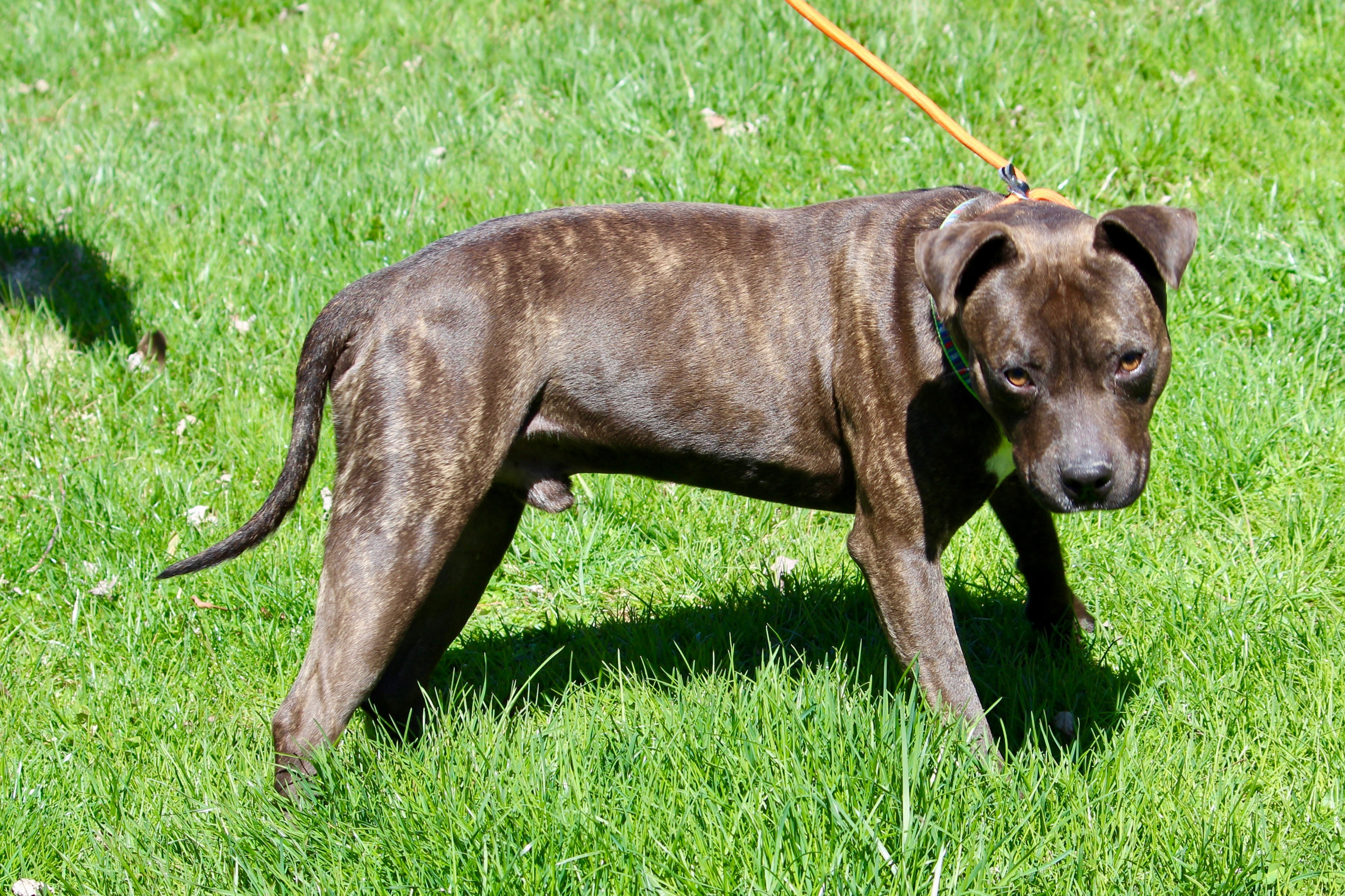 MEATLOAF, an adoptable Mixed Breed in Brazil, IN, 47834 | Photo Image 7