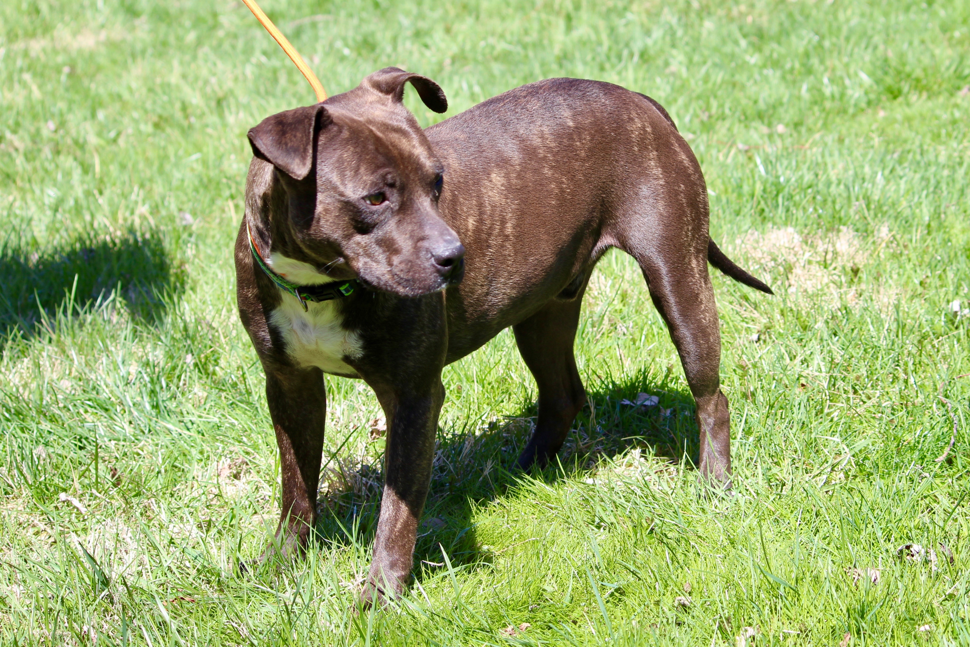 MEATLOAF, an adoptable Mixed Breed in Brazil, IN, 47834 | Photo Image 8