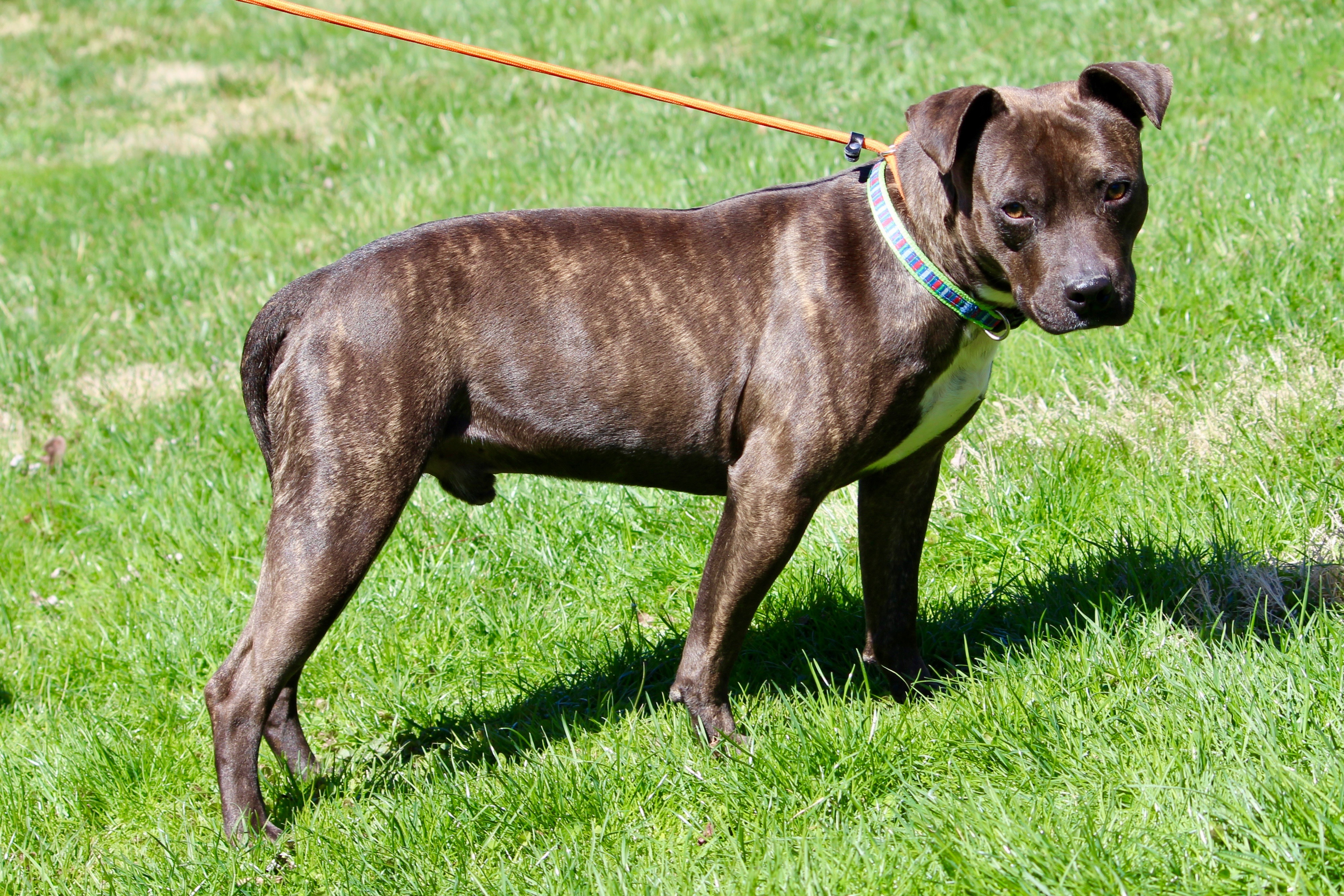 MEATLOAF, an adoptable Mixed Breed in Brazil, IN, 47834 | Photo Image 9