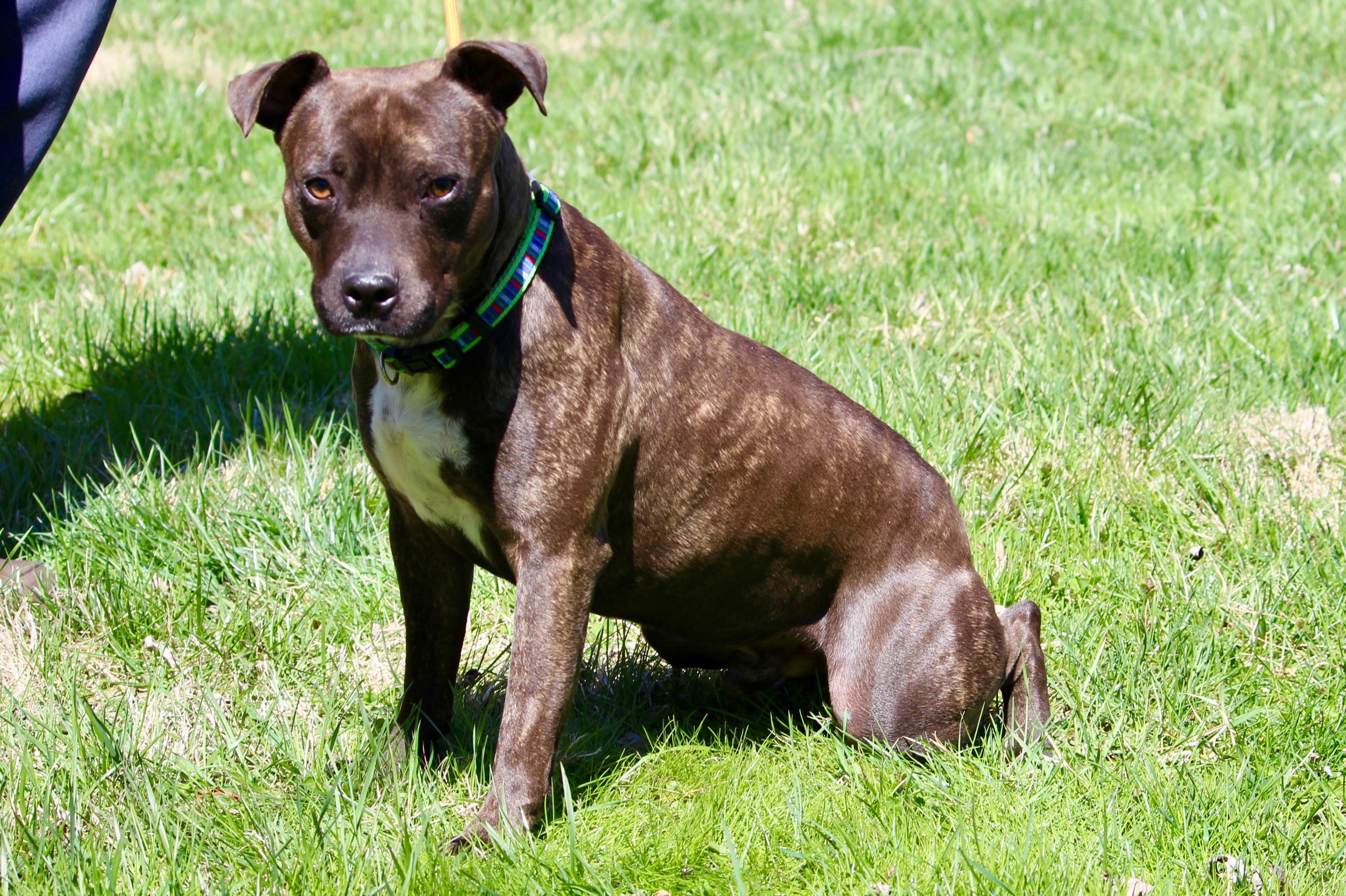 MEATLOAF, an adoptable Mixed Breed in Brazil, IN, 47834 | Photo Image 10