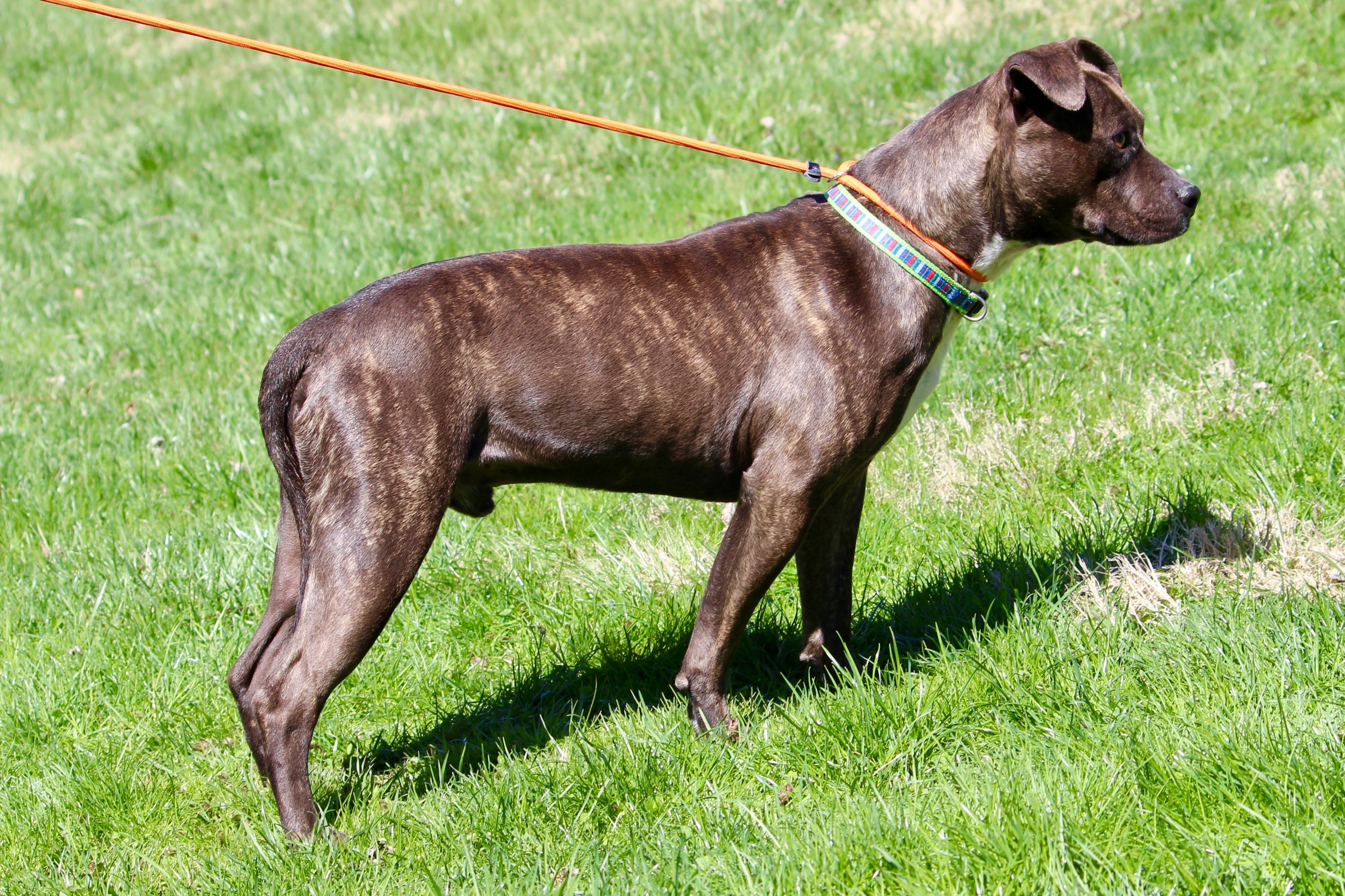 MEATLOAF, an adoptable Mixed Breed in Brazil, IN, 47834 | Photo Image 11