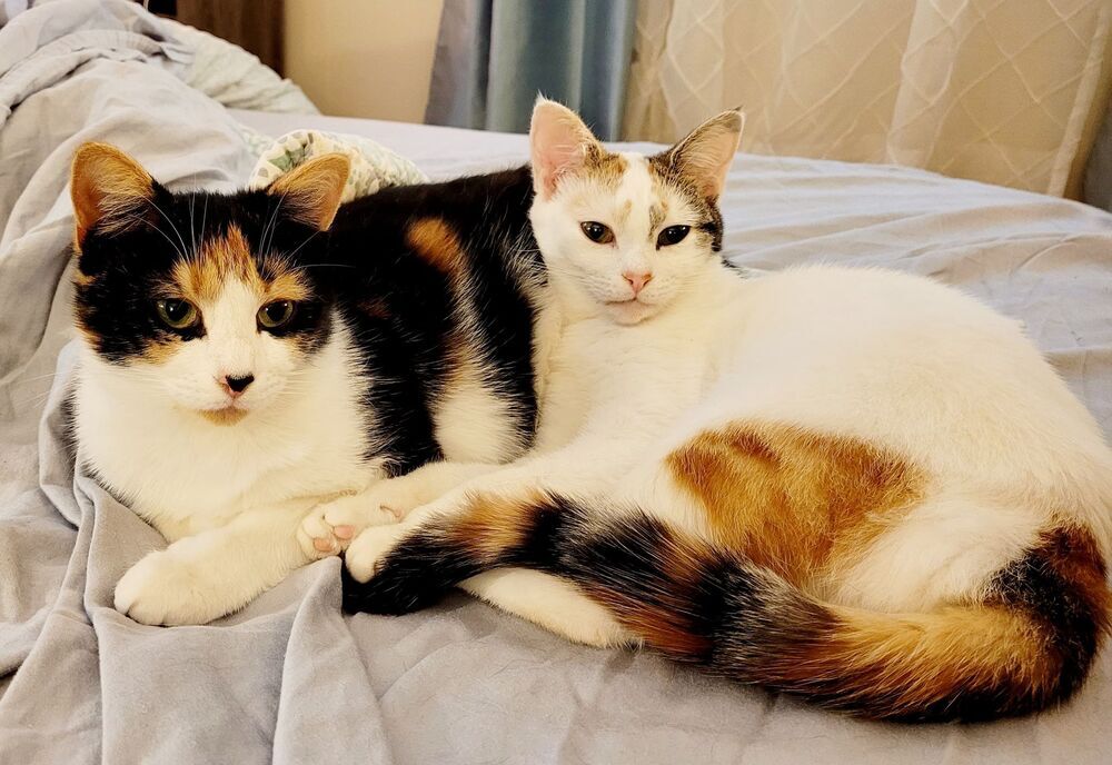 Cat for adoption - Bonded Pair: Nina and Mia, a Domestic ...