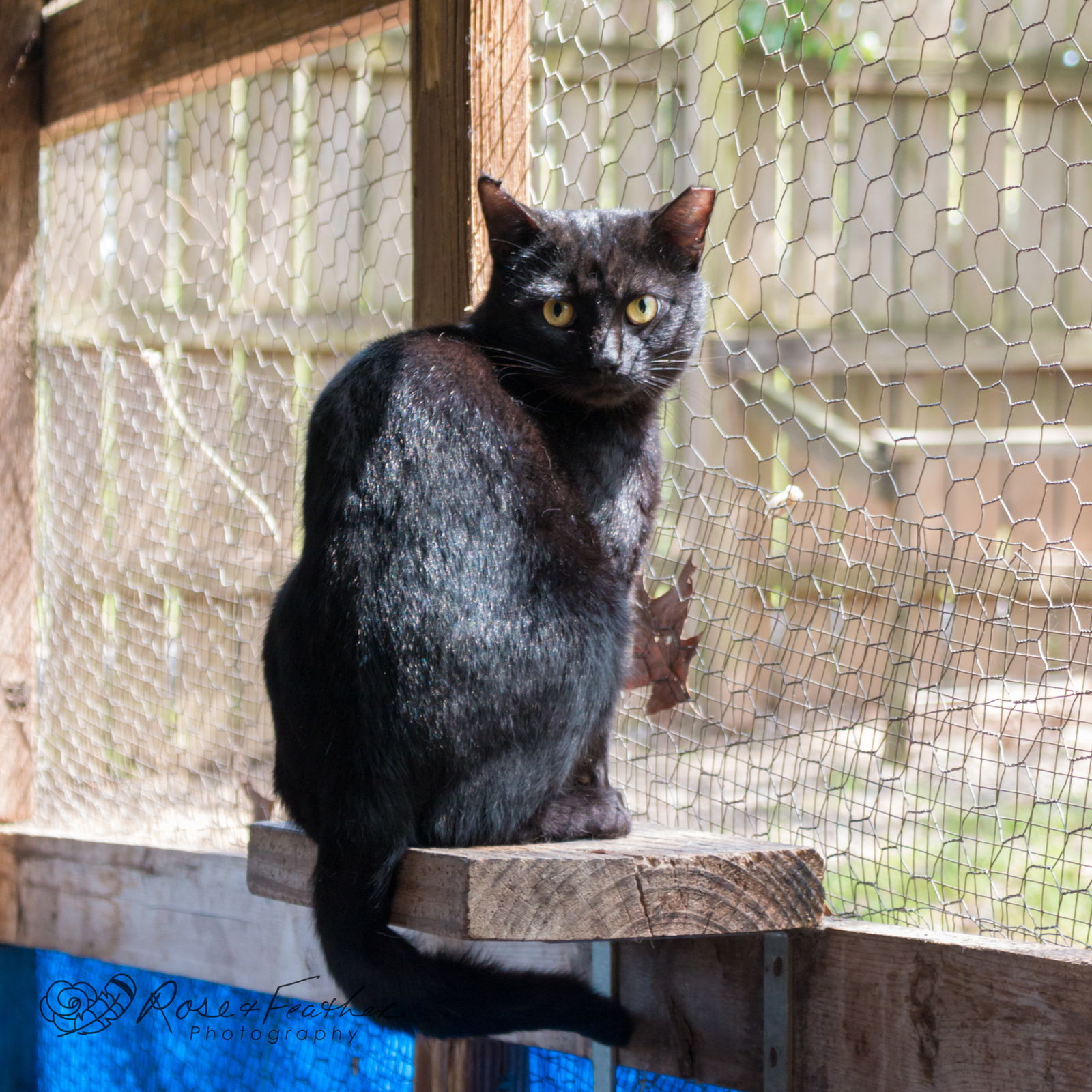 Ken, an adoptable Domestic Short Hair in Shreveport, LA, 71119 | Photo Image 1