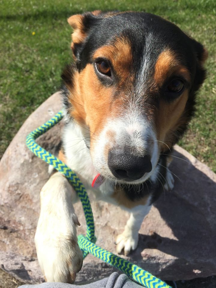 JD Cooper, an adopted Cattle Dog Mix in Oxford, MI_image-2