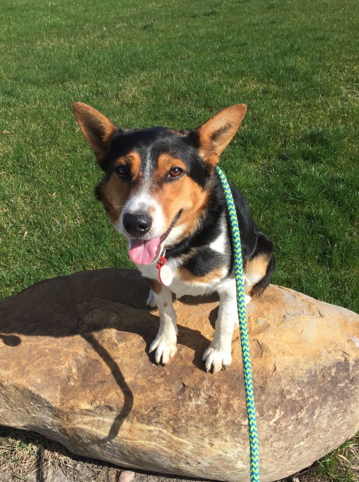 JD Cooper, an adopted Cattle Dog Mix in Oxford, MI_image-3