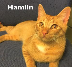 Hamlin