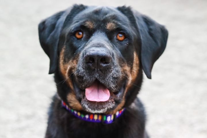 Tulip, an adopted Rottweiler & Hound Mix in Tualatin, OR_image-1