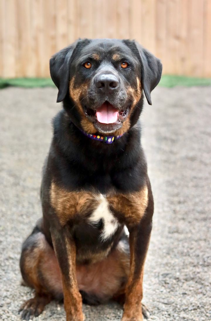 Tulip, an adopted Rottweiler & Hound Mix in Tualatin, OR_image-2