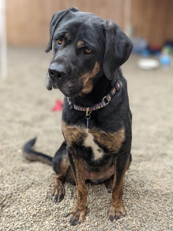Tulip, an adopted Rottweiler & Hound Mix in Tualatin, OR_image-4