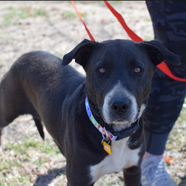 Dog For Adoption Josie A Labrador Retriever Border Collie Mix In Monticello Mn Petfinder