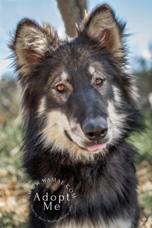 ARTIE (Adoption Pending) Alaskan Malamute Dog | Pets | Seattle WA | recycler.com