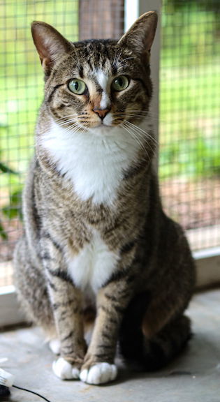 Gamora, an adoptable Domestic Short Hair in Albemarle, NC, 28001 | Photo Image 1