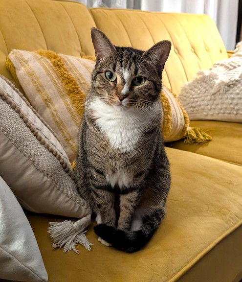 Gamora, an adoptable Domestic Short Hair in Albemarle, NC, 28001 | Photo Image 1