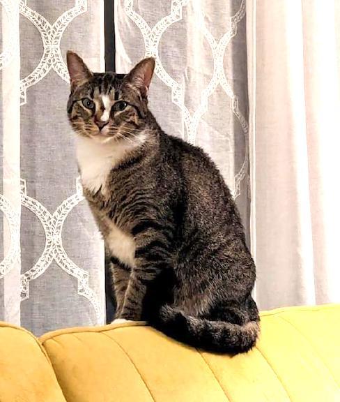Gamora, an adoptable Domestic Short Hair in Albemarle, NC, 28001 | Photo Image 2