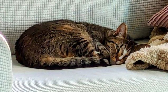 Gamora, an adoptable Domestic Short Hair in Albemarle, NC, 28001 | Photo Image 3