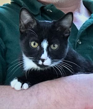 TYSON - Handsome, Sweet, Playful, Cuddly, 5-Month-Old, Tuxedo Boy!