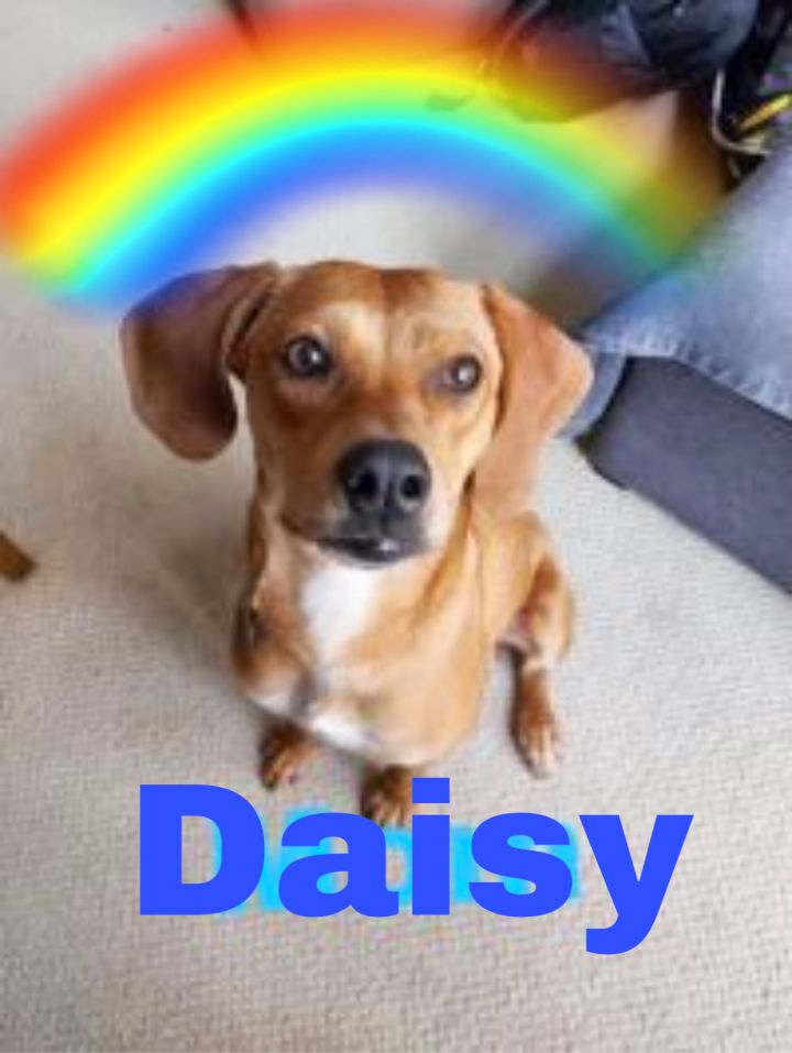 Daisy(loves kids) 2