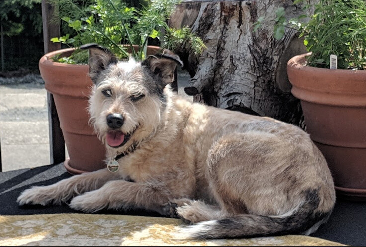 AOIFE  (Ay-fuh)    *Courtesy Posting*, an adoptable Australian Cattle Dog / Blue Heeler, Terrier in Sacramento, CA, 95825 | Photo Image 1