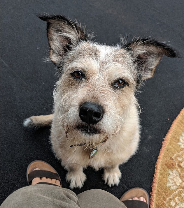 AOIFE  (Ay-fuh)    *Courtesy Posting*, an adoptable Australian Cattle Dog / Blue Heeler, Terrier in Sacramento, CA, 95825 | Photo Image 2