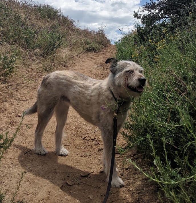 AOIFE  (Ay-fuh)    *Courtesy Posting*, an adoptable Australian Cattle Dog / Blue Heeler, Terrier in Sacramento, CA, 95825 | Photo Image 3
