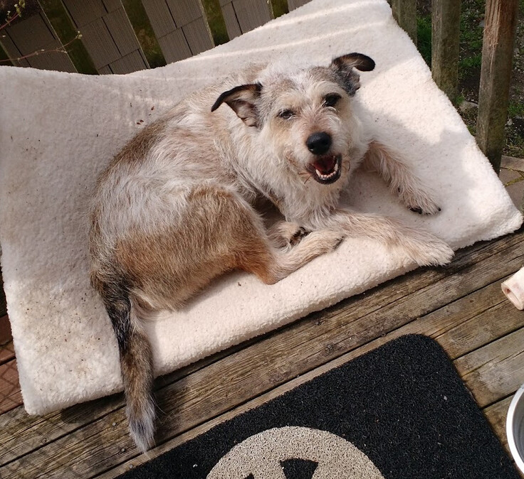 AOIFE  (Ay-fuh)    *Courtesy Posting*, an adoptable Australian Cattle Dog / Blue Heeler, Terrier in Sacramento, CA, 95825 | Photo Image 4
