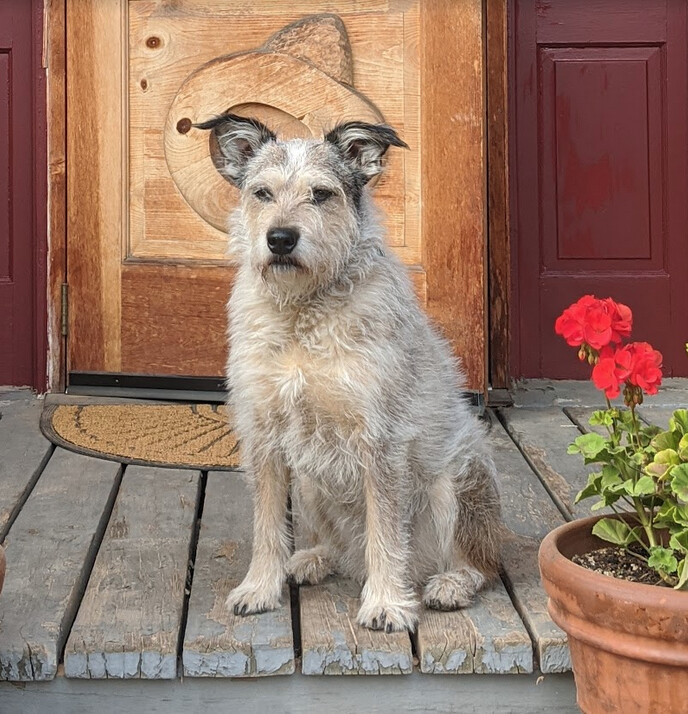 AOIFE  (Ay-fuh)    *Courtesy Posting*, an adoptable Australian Cattle Dog / Blue Heeler, Terrier in Sacramento, CA, 95825 | Photo Image 5