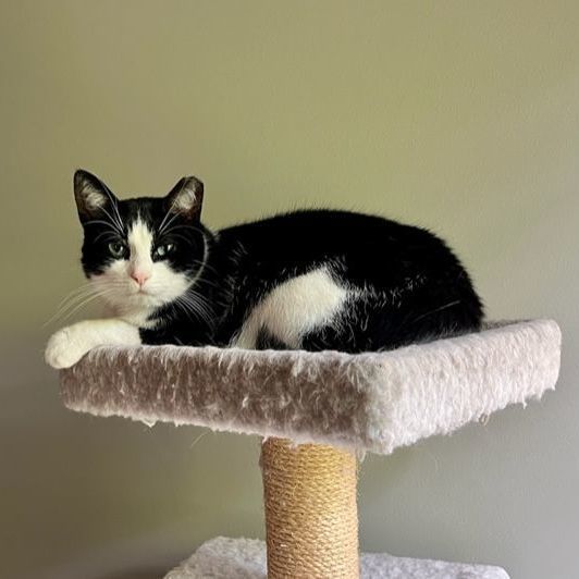 Theo 0920 bonded with Mio Daphne, an adoptable Domestic Medium Hair in West Bloomfield, MI, 48325 | Photo Image 3