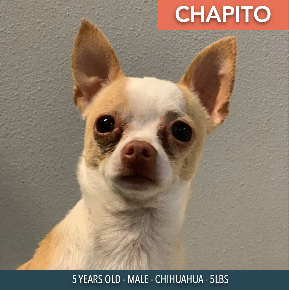 Chapito detail page