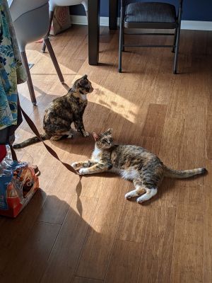 Amber & Mia (Bonded Pair) - Pending Adoption