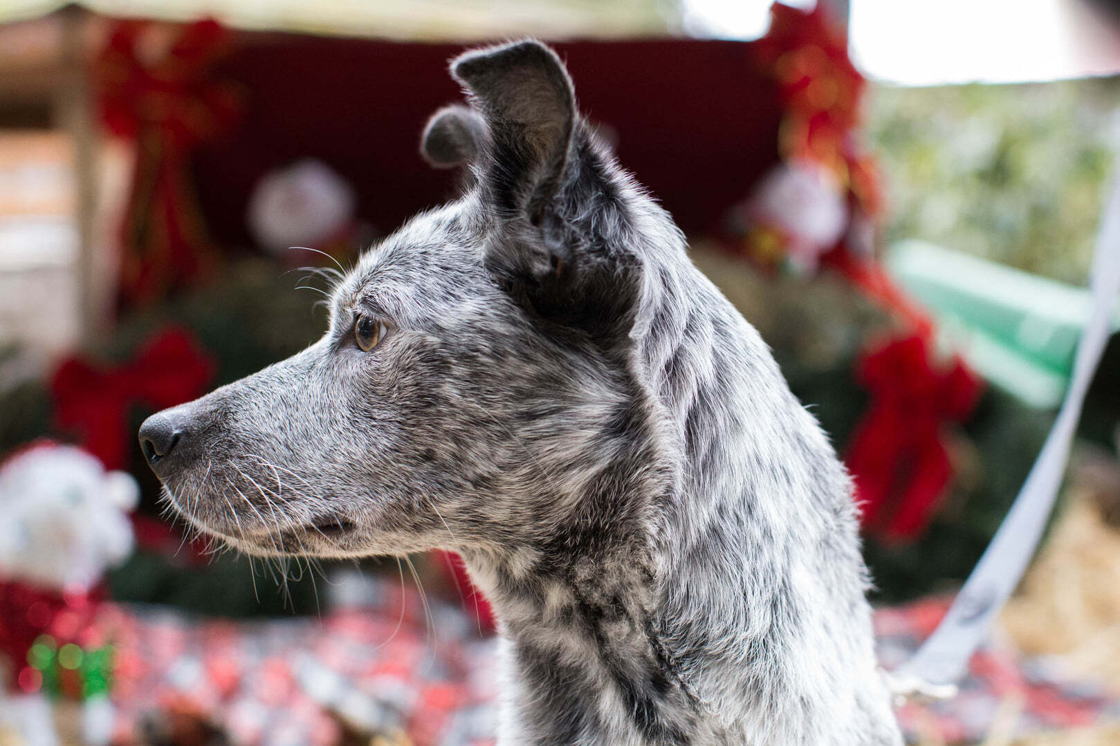 Rue, an adoptable Australian Cattle Dog / Blue Heeler in Puyallup, WA, 98372 | Photo Image 2