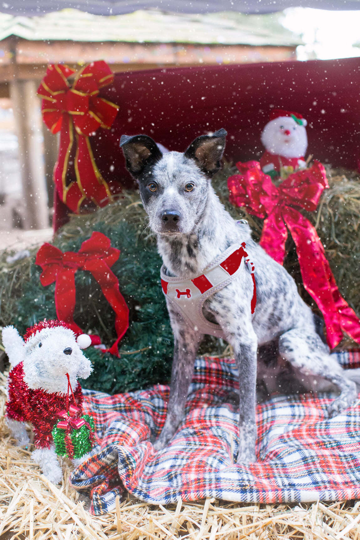 Rue, an adoptable Australian Cattle Dog / Blue Heeler in Puyallup, WA, 98372 | Photo Image 3