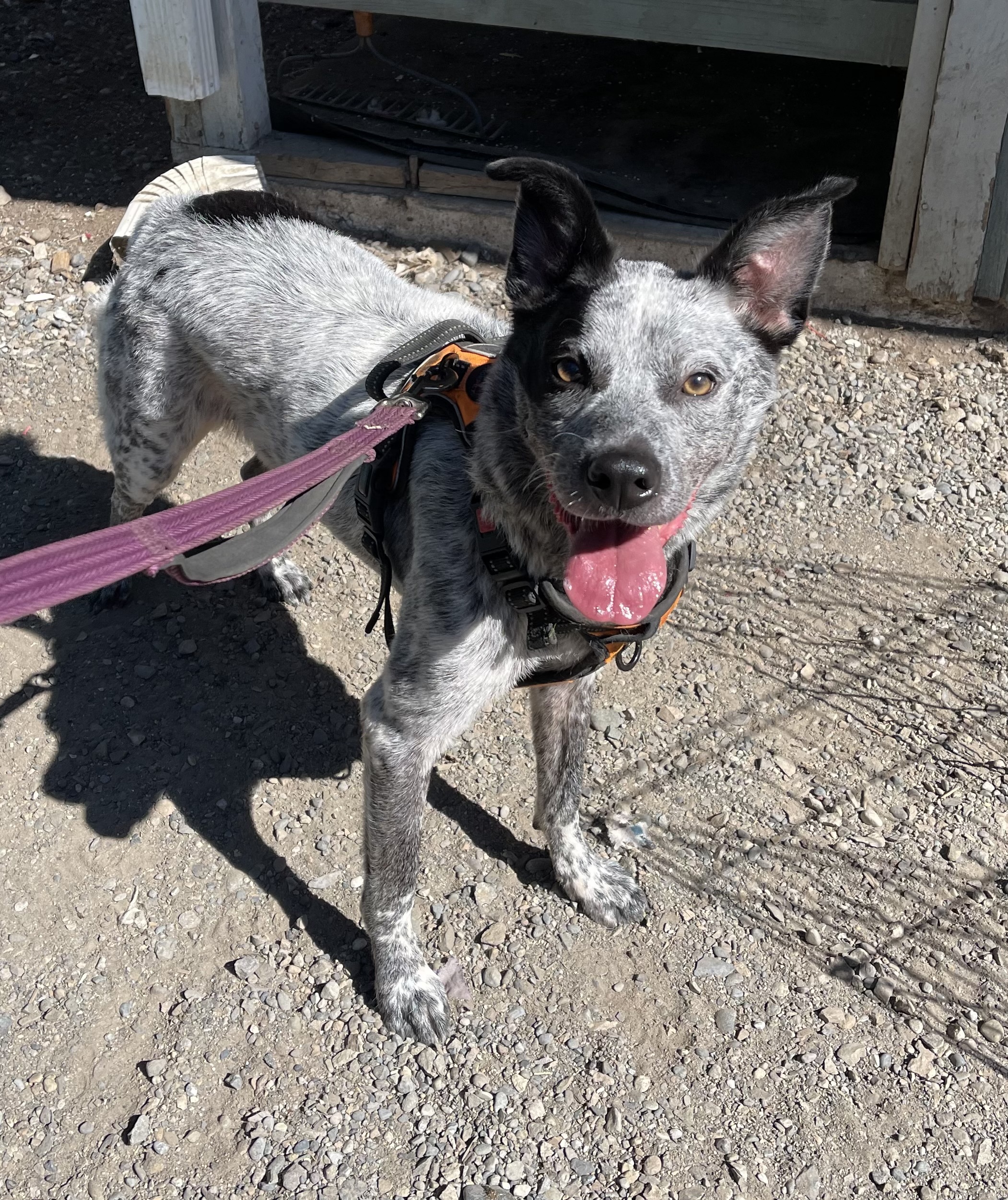 Rue, an adoptable Australian Cattle Dog / Blue Heeler in Puyallup, WA, 98372 | Photo Image 1