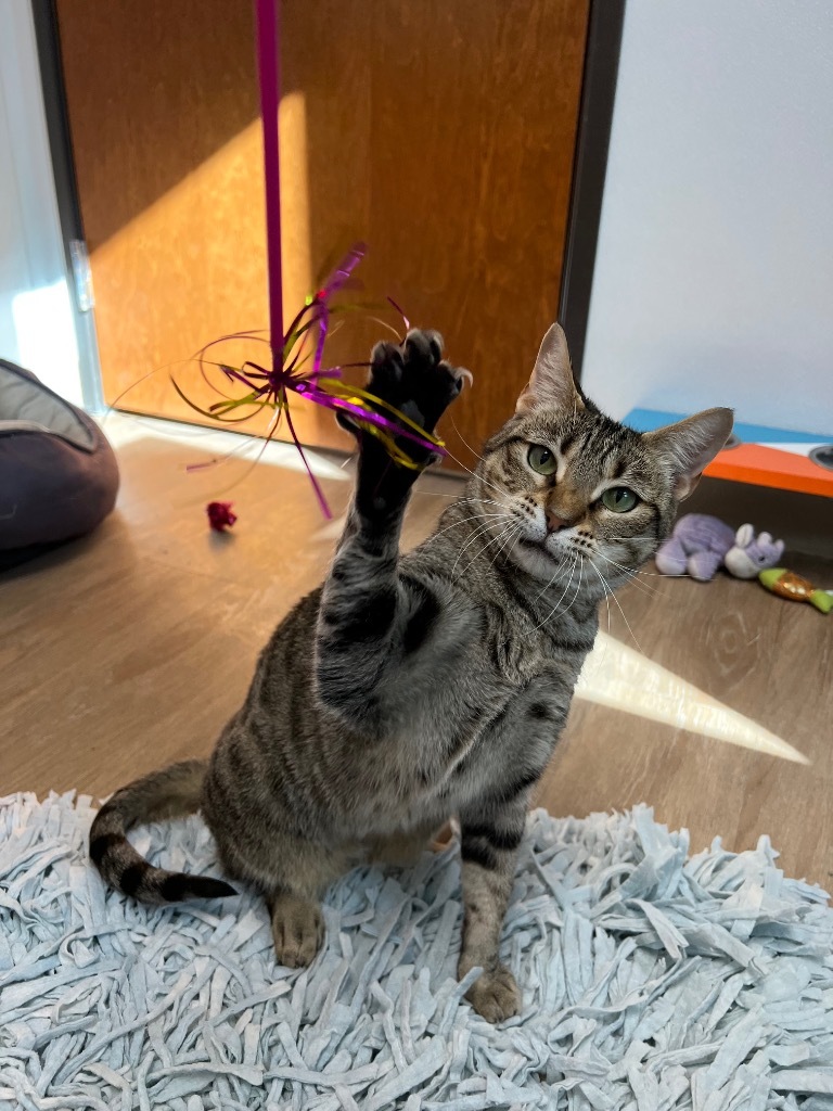 Padma, an adoptable Domestic Short Hair in Corpus Christi, TX, 78414 | Photo Image 1