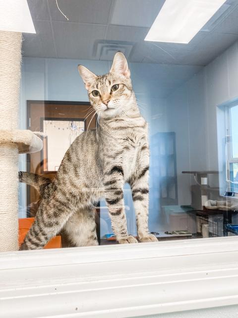 Padma, an adoptable Domestic Short Hair in Corpus Christi, TX, 78414 | Photo Image 2