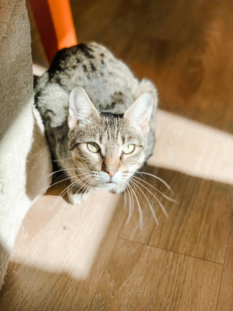 Padma, an adoptable Domestic Short Hair in Corpus Christi, TX, 78414 | Photo Image 3