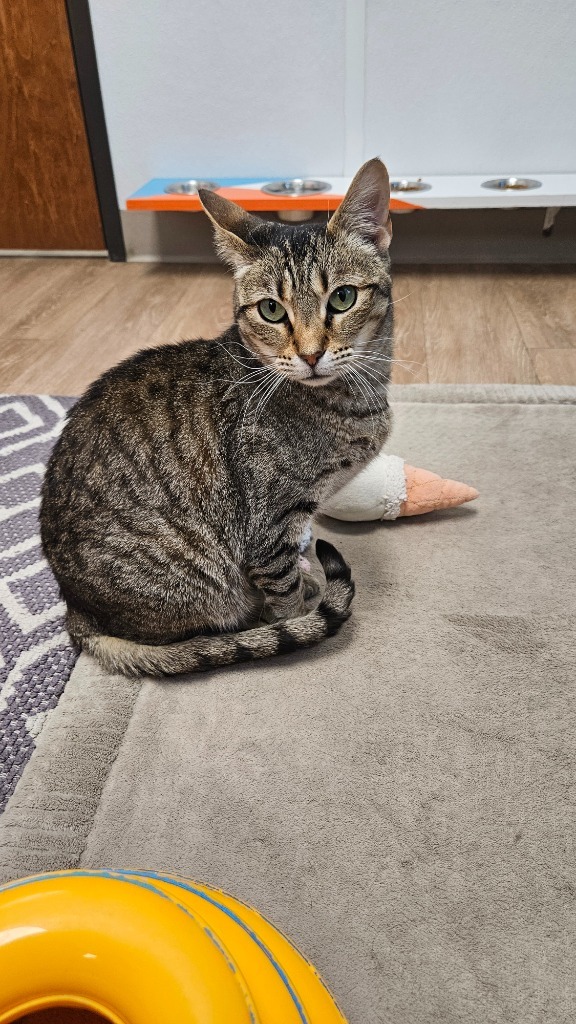 Padma, an adoptable Domestic Short Hair in Corpus Christi, TX, 78414 | Photo Image 4