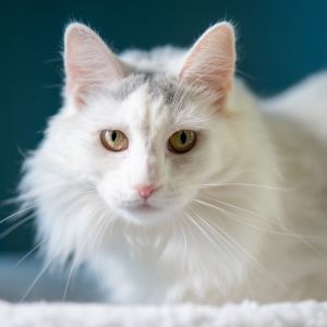 Crystal - Adopted