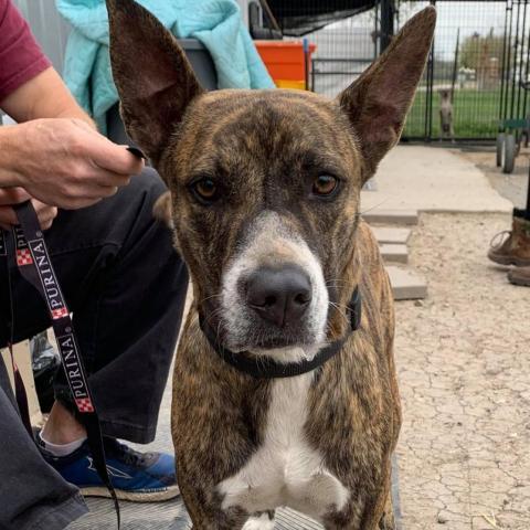 Elsa WM, an adoptable Plott Hound, Boxer in Von Ormy, TX, 78073 | Photo Image 3