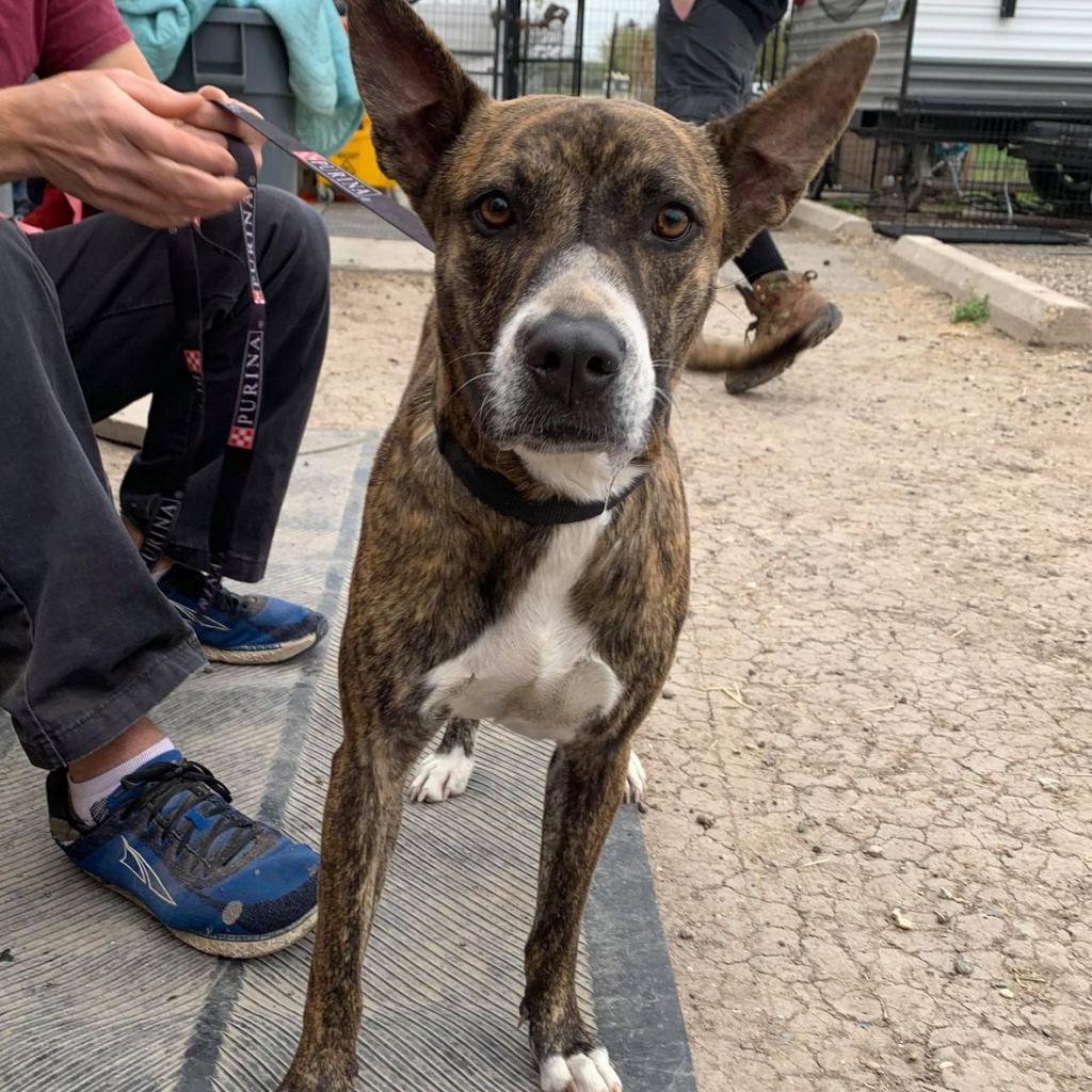 Elsa WM, an adoptable Plott Hound, Boxer in Von Ormy, TX, 78073 | Photo Image 3