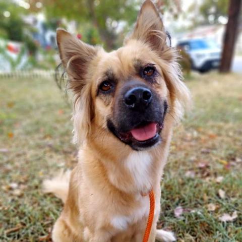 Chloe AG*, an adoptable Chow Chow, Shepherd in Von Ormy, TX, 78073 | Photo Image 3