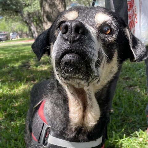 Walter JuM, an adoptable American Bulldog, Rottweiler in Austin, TX, 78701 | Photo Image 2