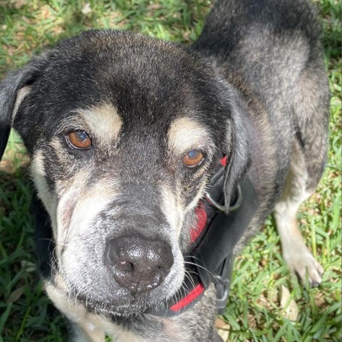 Walter JuM, an adoptable American Bulldog, Rottweiler in Austin, TX, 78701 | Photo Image 1