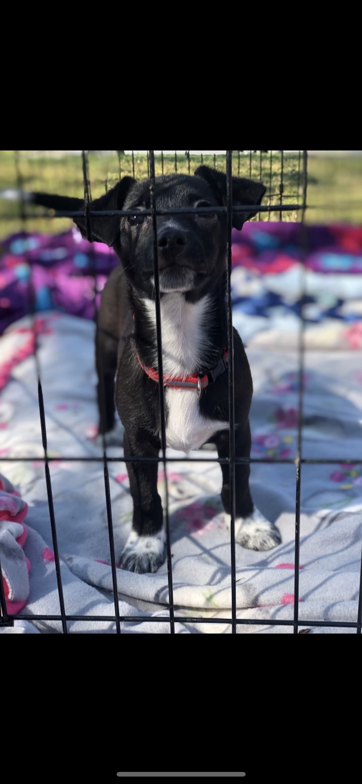 Dog For Adoption Rocky A Terrier Chihuahua Mix In Fresno Ca Petfinder