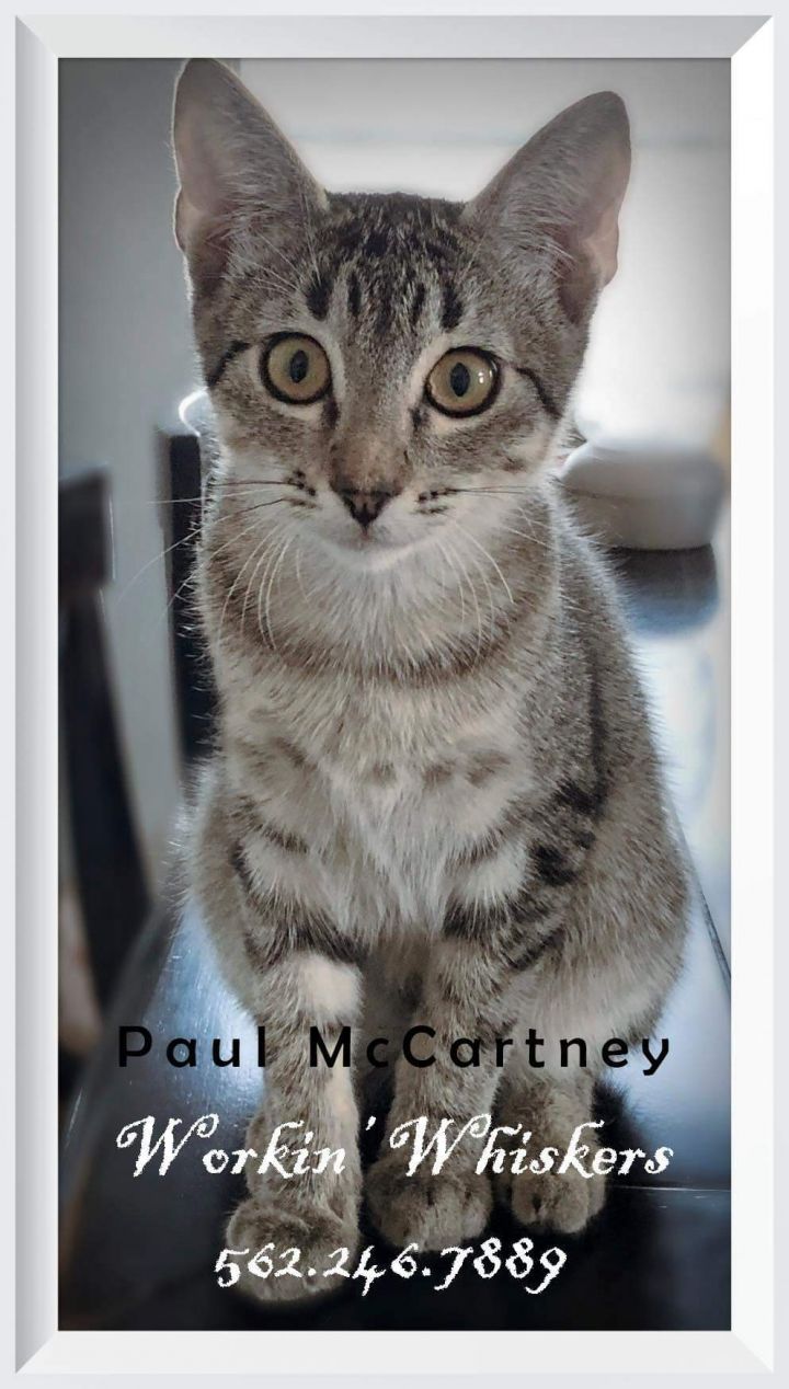 PAUL MCCARTNEY 4
