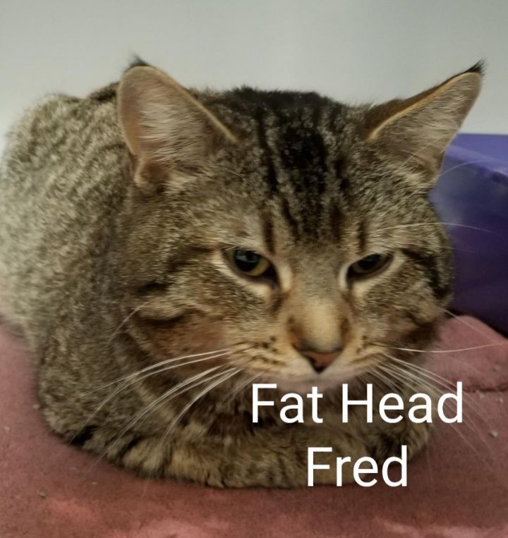 Fat Head Fred 1