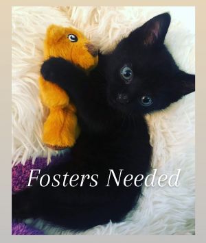 Hi there We are looking for general foster homes for Cats Mom Kitties with babies Bottle Feeders